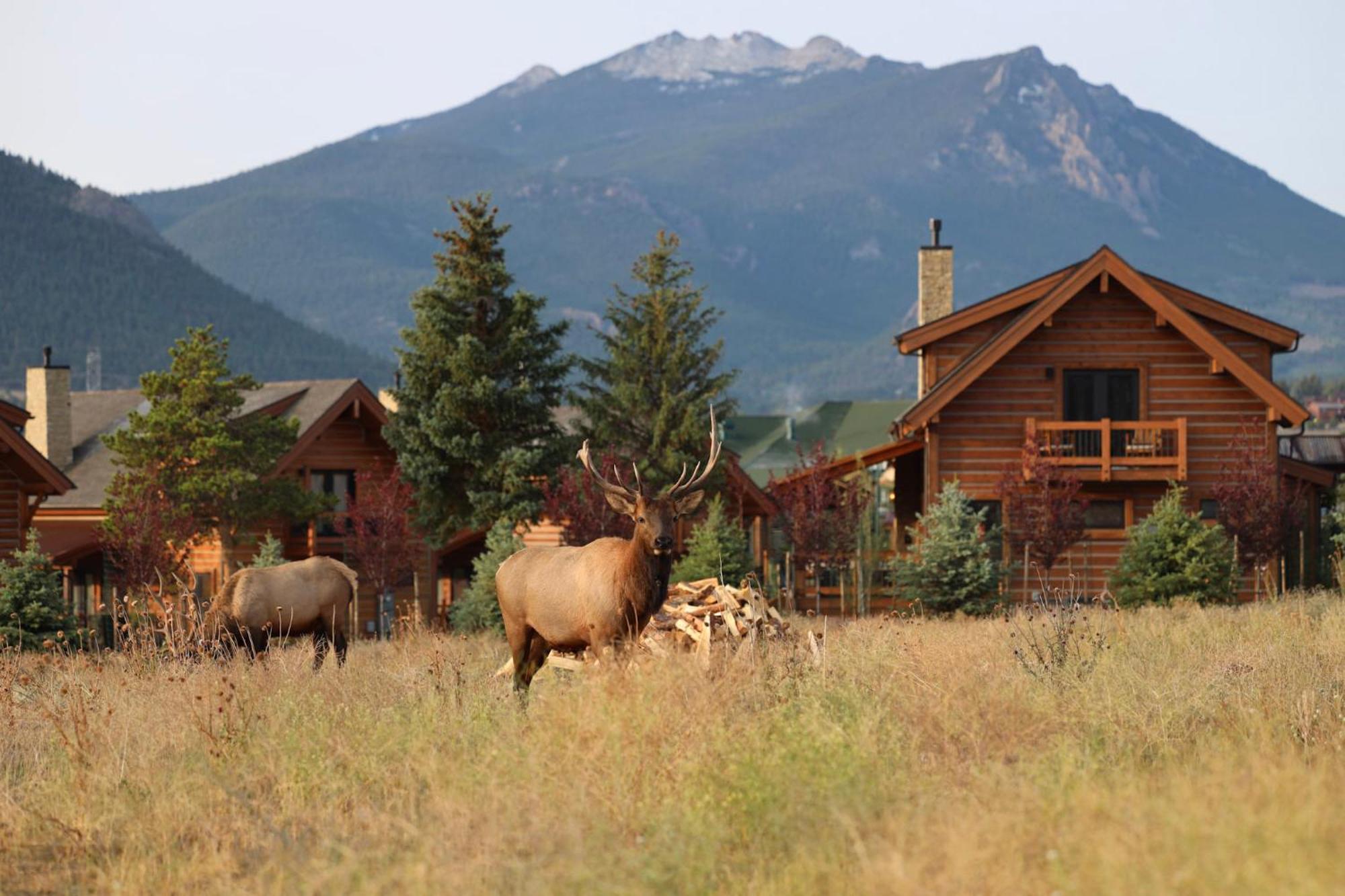 Elk Haven Lodge Two Large Patios Private Jacuzzi Indoor And Outdoor Fireplace Estes Park Exterior photo